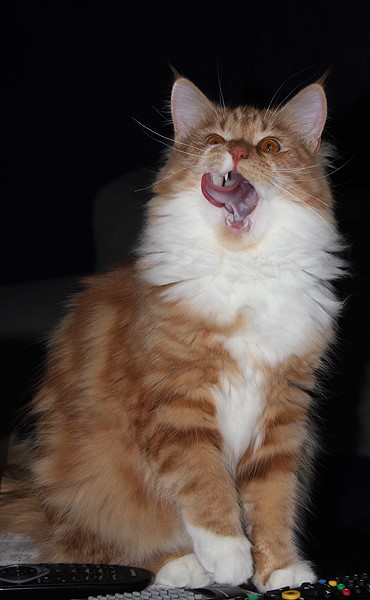 Sibirisk kattunge Zeus